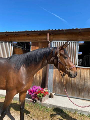 Jument - zangersheide -4 ans