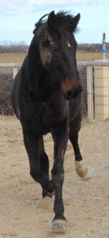 Jument trotteuse 9 ans