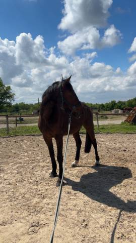 Trotteur de 8ans plein papier 
