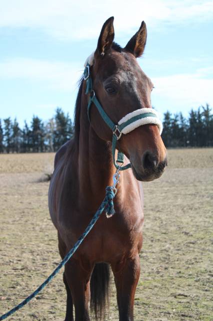 Trotteur français 11ans