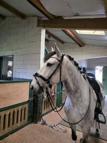 Hongre - lusitanien - 8 ans - dressage - france
