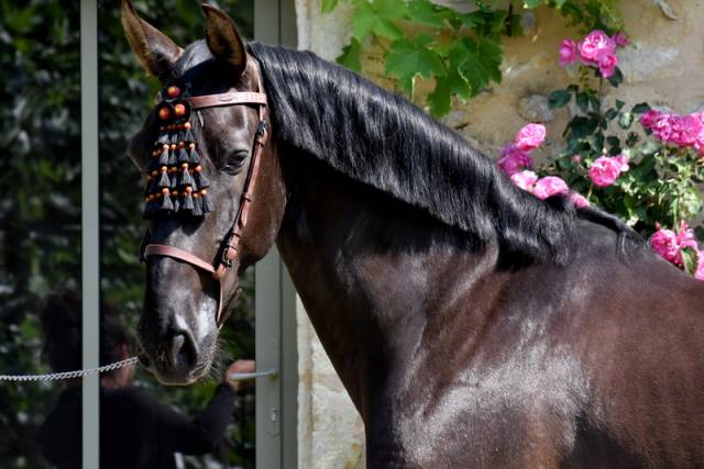 Hermes zabaloa : saillie pre noir hermes zabaloa