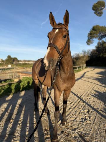 A vendre – 6 ans – cso – grand cheval d’avenir (+1m7