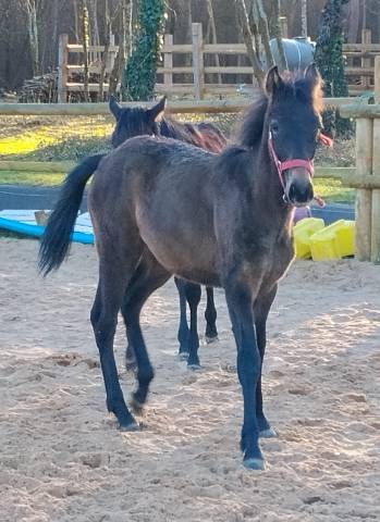 Poulain oc 8 mois orientation dressage 