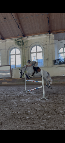 Jument cso/cce /dressage