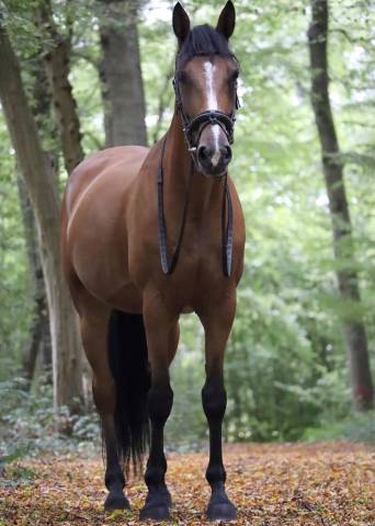 Demie pensions jument