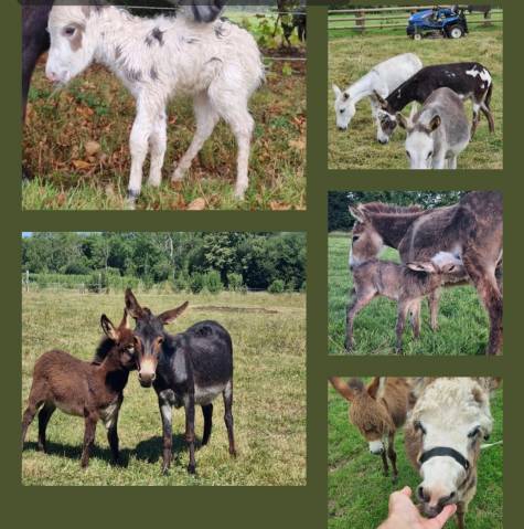 Ane miniature, élevage en normandie