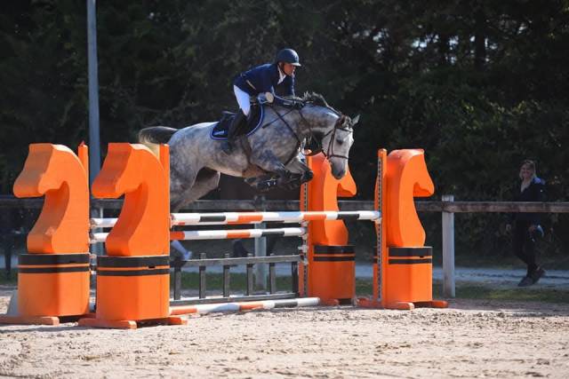 Cheval de sport, hongre, ps de 12ans
