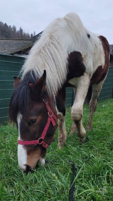 Pégase - poulain  pie