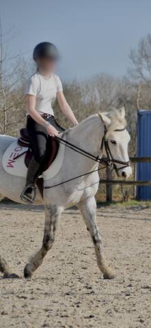 à vendre opportunité à saisir - poney c