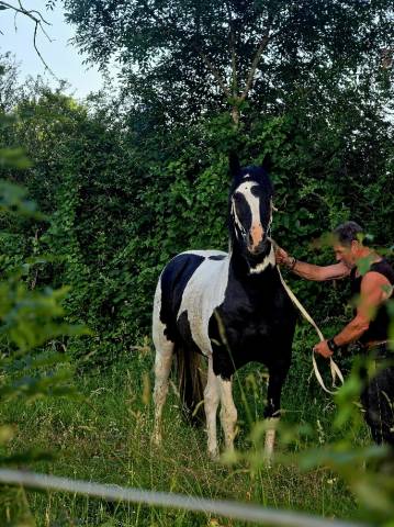 Black and vhitedeval : saillie étalon pie noir homozygote oc paint