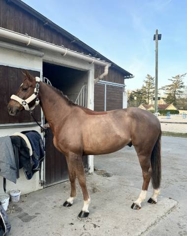 Hongre 9ans à finir de construire
