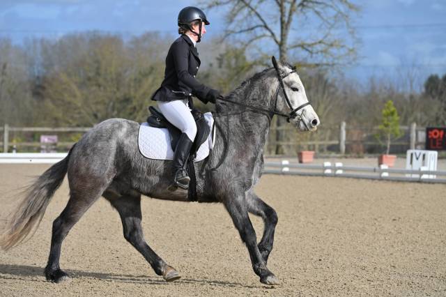 Jeune hongre connemara