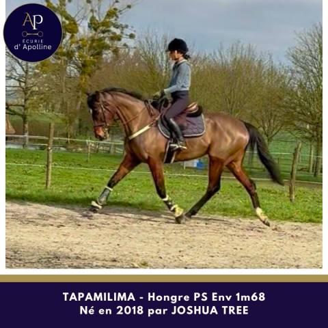 Hongre 1m65 très plaisant sous la selle