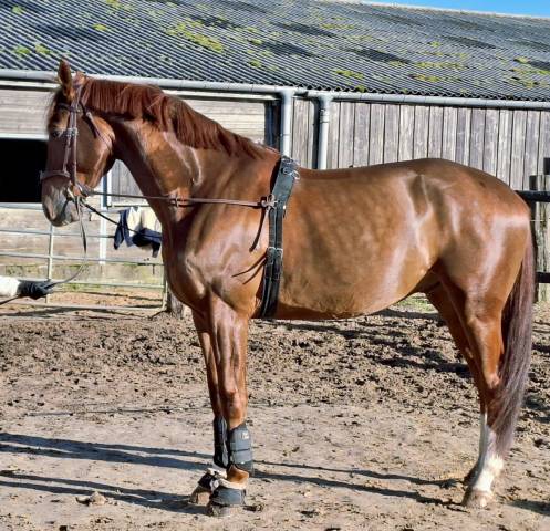 à vendre – hongre dwb (danish warmblood) – 6 ans (7 ans
