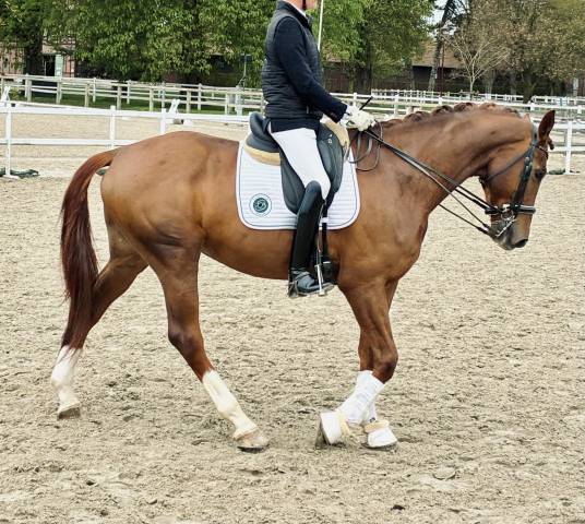 à vendre – hongre dwb (danish warmblood) - 7 ans