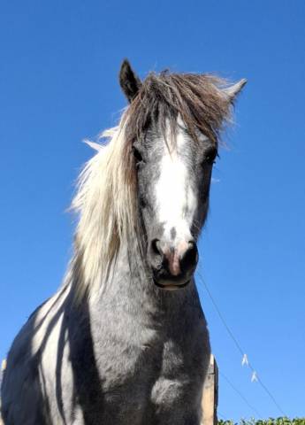 Nutella poney étalon