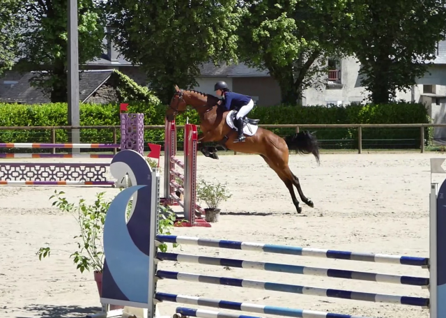 Hongre selle français 6 ans