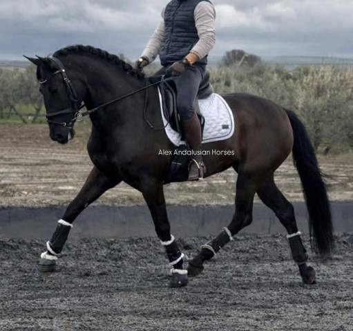 Superbe jument espagnole noire 