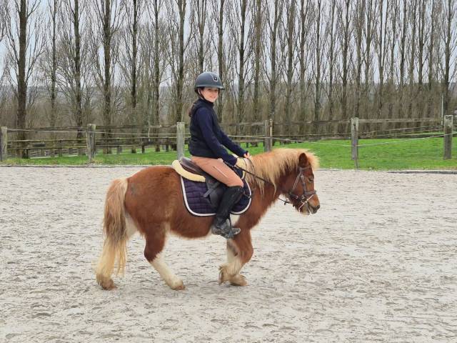 Femelle shetland pp 4 ans débourrée