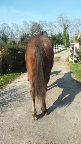 Poulain oc parents selle français 2024