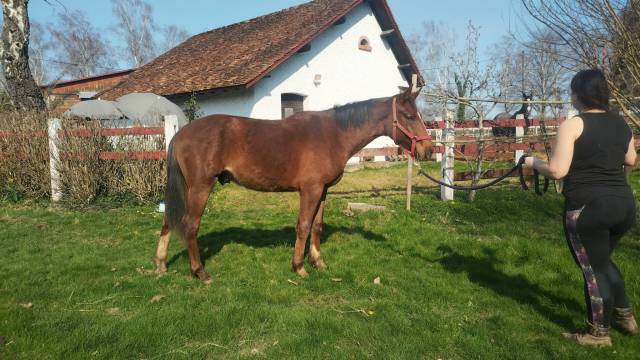 Poulain oc parents selle français 2024