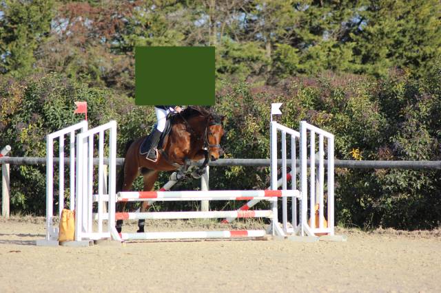 Poney d (onc) hongre