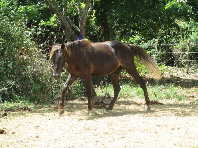 Poulain kentucky mountain saddle horse à vendre