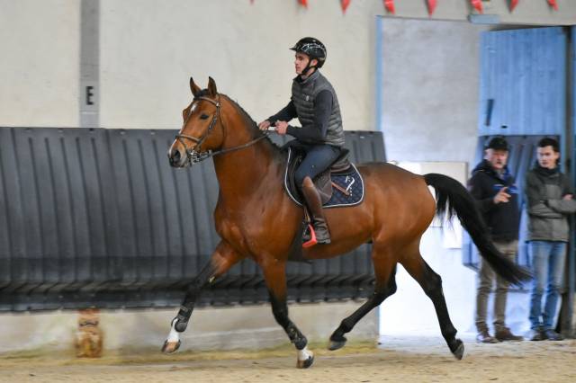 Entier selle français originel