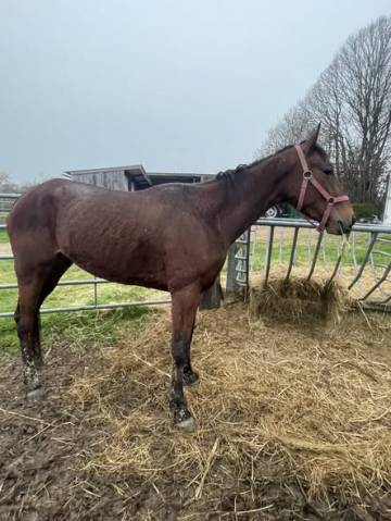 Pouliniére trotteur ,