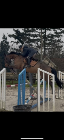 Selle français 4 ans 