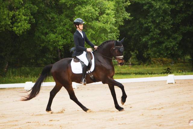 Top qualité hongre hanovrien de 5 ans