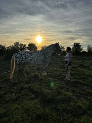 Jument pour poulinière ou compagnie