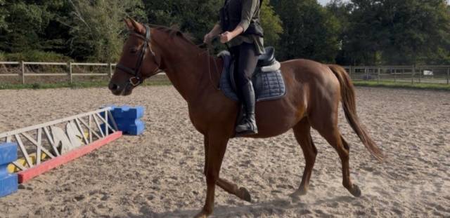 Cheval - tf - env.1m57 - hongre - 7 ans