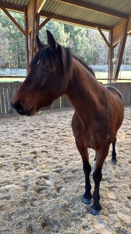 Jument pfs 4 ans bonne génétique