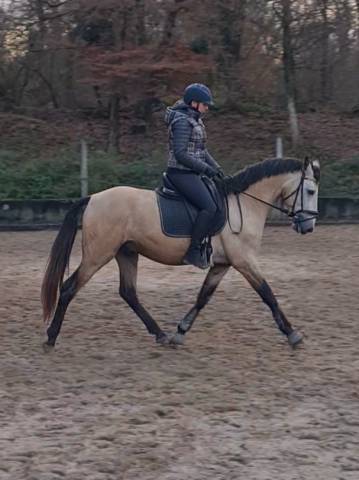 Hongre pur sang lusitanien 