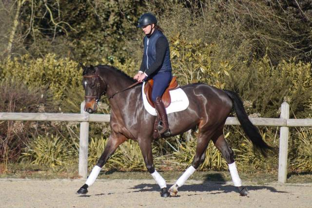 Chic jument 5 ans, grandorado tn