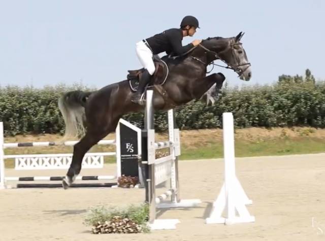 Hongre de 7 ans gros moyen 