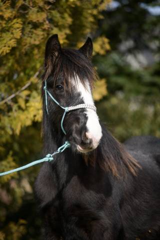 Poulains irish cob mini tarif 