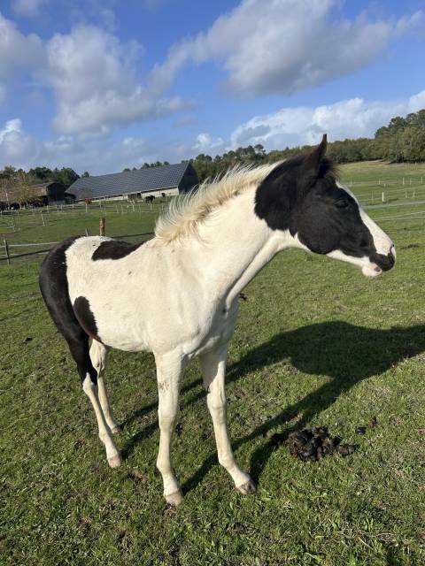 Pouliche pie noire sbs