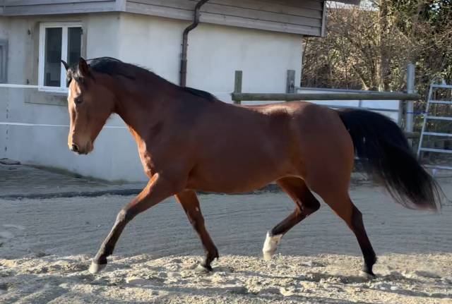 Jument pp 2019 pour sport ou reproduction 