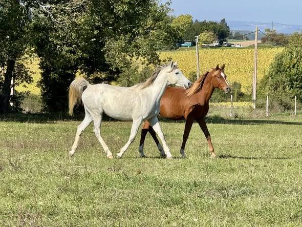 Chevaux pur sang arabe et demi sang arabe