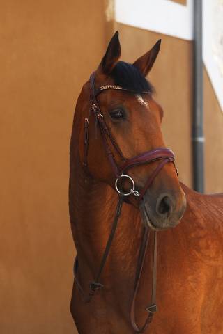 Jument de sport à vendre 