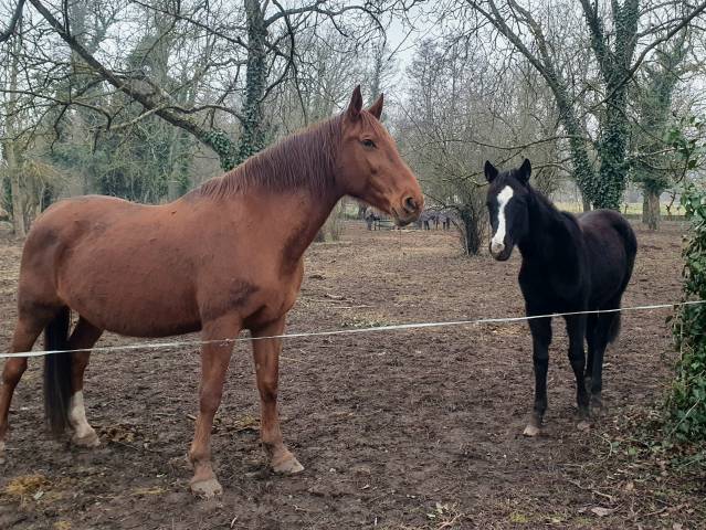 Pouliniere selle française 