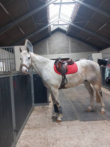 Jument aqps de 10 ans 