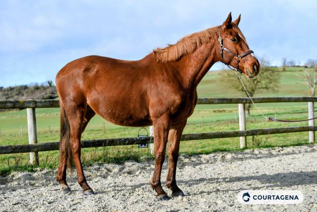 Jument 6 ans prête sur un tour