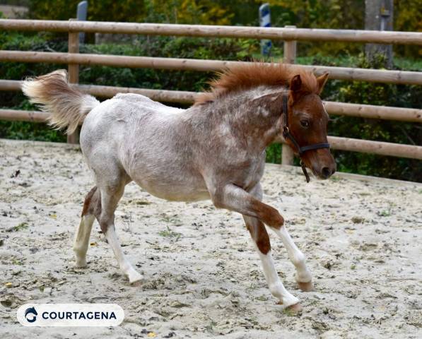 Poulain pfs né en 2025 par goldwyn d'embets