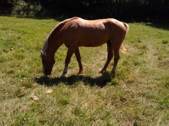 2 étalons palomino et arabe