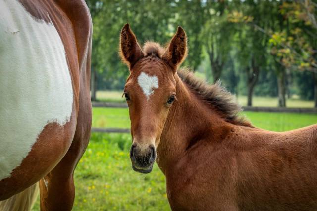 ? jeunes chevaux & poneys de sport  direct éleveur 