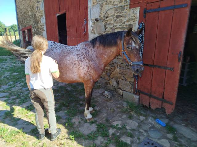 Ponette appaloosa oncp